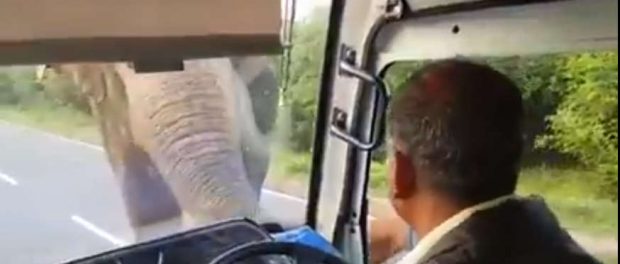 Sofer strivit de elefant Sofer strivit de elefant