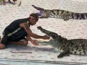 Un dresor este atacat de un crocodil la o gradina zoologica din Thailanda