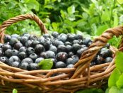 BREXIT culegatori de coacaze negre in Marea Britanie