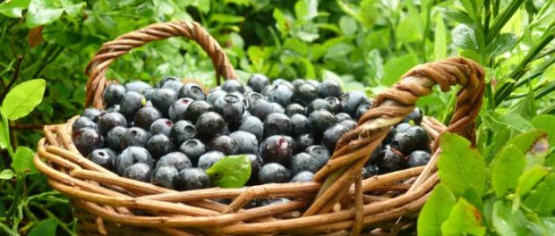 BREXIT culegatori de coacaze negre in Marea Britanie BREXIT culegatori de coacaze negre in Marea Britanie