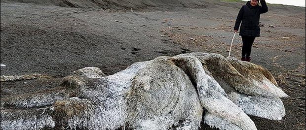 Monstrul paros adus de mare în Peninsula Kamceatka