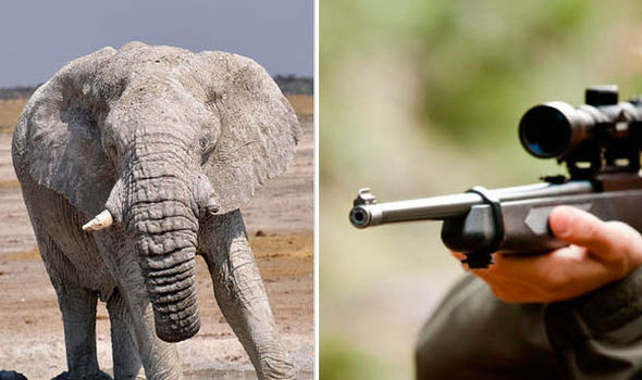 Doi vânători au fost atacati de elefanti după ce au impuscat un mascul