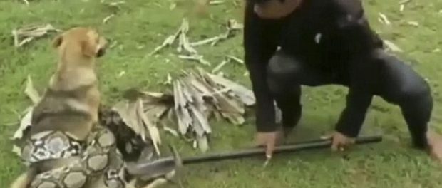 Trei copii salveaza un câine din strânsoarea unui sarpe