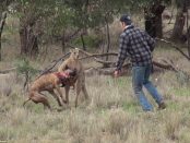 Un bărbat a făcut KO un cangur în Australia pentru a-si salva câinele