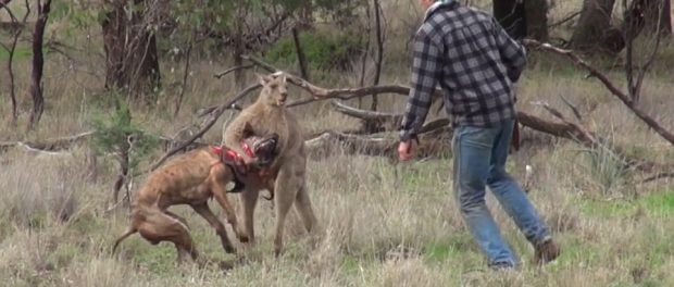 Un bărbat a făcut KO un cangur în Australia pentru a-si salva câinele