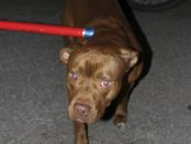 Un pitbull a ucis fetița de cinci zile a unei familii