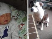 Bebelușul sfâșiat de doi câini de luptă a murit o lună mai târziu la spital