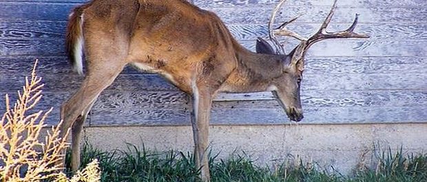 Boala ZOMBI a cerbilor ar putea afecta si OMUL