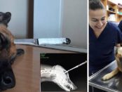 Câinele erou înainte și după operație împreună cu medicul care l-a salvat