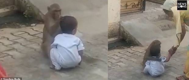 Maimuța care a răpit un copil pentru a se juca cu el