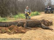Fotografia cu un aligator uriaș salvat de conservatoriști în SUA