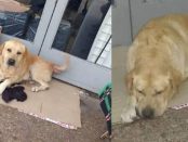 TOTO câinele loial care își așteptă stăpânul în fața spitalului fără să știe că a murit