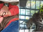 Un jaguar a atacat o femeie care dorea să-și facă un selfie cu el