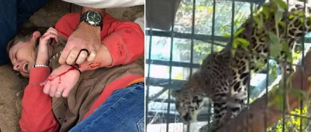 Un jaguar a atacat o femeie care dorea să-și facă un selfie cu el