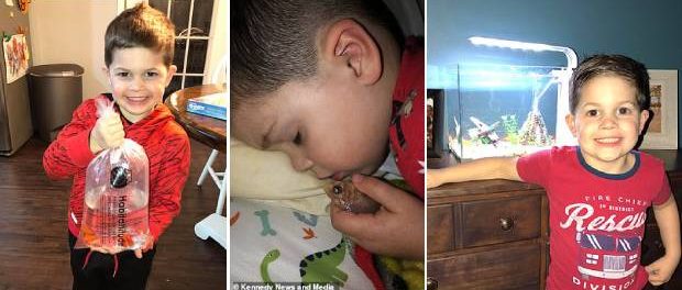 Și-a ucis din greșeală peștișorul auriu preferat