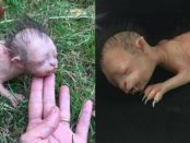 Creatura bizară care a provocat isterie pe internet