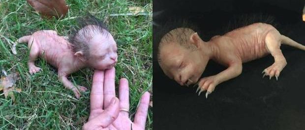 Creatura bizară care a provocat isterie pe internet