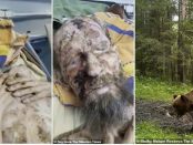 Un bărbat a fost salvat în mod miraculos din bârlogul unui urs