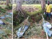 16 persoane au fost ucise într-un masacru sălbatic din Papua Noua Guinee