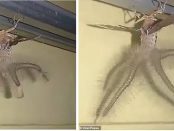 Creatură înfricoșătoare filmată de un bărbat în casa sa