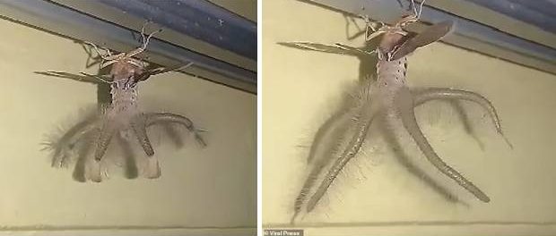 Creatură înfricoșătoare filmată de un bărbat în casa sa