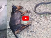 Doi câini și-au sacrificat viața pentru a salva de o cobră mortală un copil