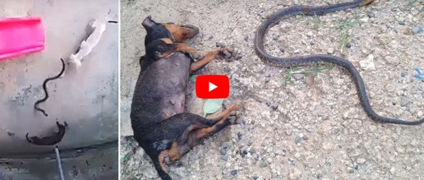 Doi câini și-au sacrificat viața pentru a salva de o cobră mortală un copil