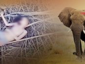 Un elefant a smuls cu trompa o fată de șapte ani din patul ei și a ucis-o