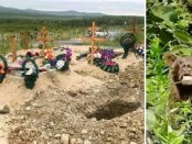 Un urs a dezgropat mortul dintr-un mormânt și l-a devorat