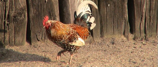 A murit după ce a fost ATACATA DE UN COCOS