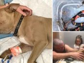 Zeus, puiul de Pitbull care a salvat unul dintre copiii unei familii din Florida (Foto: GoFundMe)