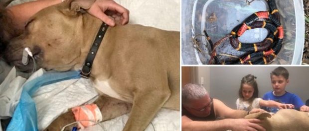 Zeus, puiul de Pitbull care a salvat unul dintre copiii unei familii din Florida (Foto: GoFundMe)