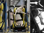 Porci vii folosiți ca manechine de test în accidente la un laborator din China