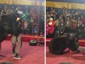 Un dresor a fost atacat de un URS în timpul unei reprezentații