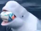 Balena BELUGA se presupune ca a scapat dintr-un program militar de spionaj rus