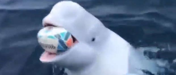 Balena BELUGA se presupune ca a scapat dintr-un program militar de spionaj rus