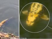 Un pește cu ”FAȚĂ DE OM” a fost filmat într-un lac dintr-o locație turistică din China