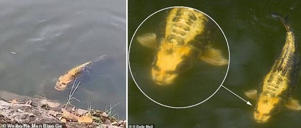 Un pește cu ”FAȚĂ DE OM” a fost filmat într-un lac dintr-o locație turistică din China
