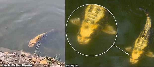 Un pește cu ”FAȚĂ DE OM” a fost filmat într-un lac dintr-o locație turistică din China