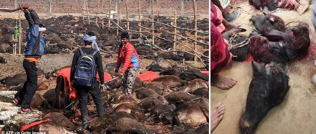 Cel mai mare măcel de animale din lume a început în Nepal