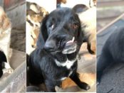 Maidaneza din România cu o deformație facială urâtă caută o familie adoptivă