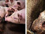 Imagini groaznice cu porci înfometați mâncându-se de vii