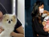 Un CÂINE POMERANIAN a fost testat pozitiv cu COVID-19