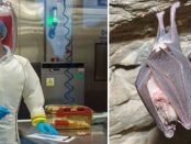 SUA a subvenționat experimentele de CORONAVIRUS din Wuhan