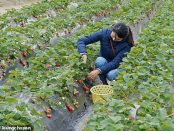 Un avion cu 180 de culegători români de fructe va ateriza pe avionul Stansted din Londra