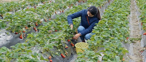 Un avion cu 180 de culegători români de fructe va ateriza pe avionul Stansted din Londra