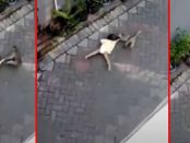 Momentul șocant în care o maimuță încearcă să RĂPEASCĂ UN COPIL de pe o bicicletă