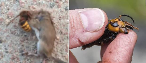 VIESPEA UCIGAȘĂ ucide un șoarece în mai puțin de un minut