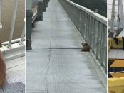 Un câine loial și-a așteptat patru zile stăpânul pe podul de pe care acesta s-a sinucis