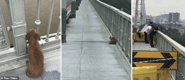 Un câine loial și-a așteptat patru zile stăpânul pe podul de pe care acesta s-a sinucis